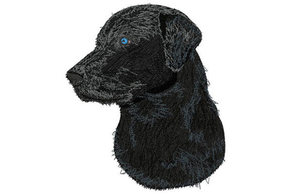 Labrador Retriever Looking to the Side: A Pro Review